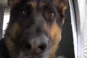Namų saugumo kamerą patikrinęs šeimininkas tokios šuns reakcijos nesitikėjo