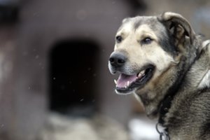 Dėl šuns voljere palangiškis buvo nubaustas, perspėja ir kitus
