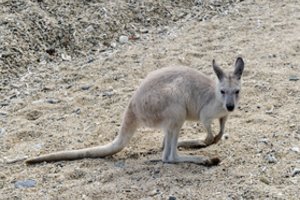20 kengūrų tyčia suvažinėjęs vyras išvengė kalėjimo