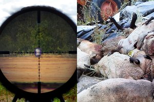 Nuo laukinių gyvūnų nukentėję ūkininkai griebiasi šautuvo, bet tai – bloga išeitis