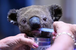Po košmaro Australijoje ragina nykstančias koalas perkelti į kitą šalį