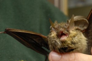 Naujasis koronavirusas galėjo persimesti iš šikšnosparnių, sako kinų mokslininkai