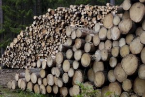 Kauno r. urėdija iškirs rekreaciniame miške parazitų pažeistus medžius