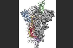 Mokslininkai paskelbė proveržį kuriant viruso COVID-19 atomų modelį
