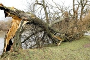 Vaizdai po savaitgalį Lietuvą siaubusios audros: virto medžiai, griuvo ant laidų