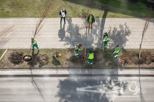 Sostinė pristatė žaliojo miesto strategiją – sodins šimtus naujų medžių