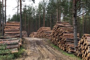 Tyla Lietuvos miškuose: užsakymus stabdo beveik pusė medienos pirkėjų