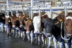 Pieno kainų kritimas pasaulyje persimetė ir į Lietuvą