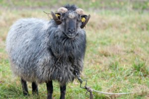 Panevėžio r. nuo stataus šlaito nusiritusį aviną iš klampynės išvilko tiesiog rankomis