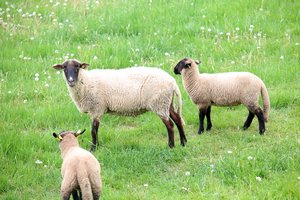 Kalvarijos sav. ūkininkas pasigedo avių, įtaria vagystę: viena jų – nušauta