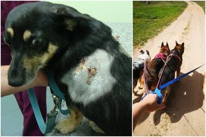 Kinologės šuo puolė ir sužalojo kaimynų augintinę: pareigūnė kaltę pripažįsta, bet mokėti už gydymą nenori