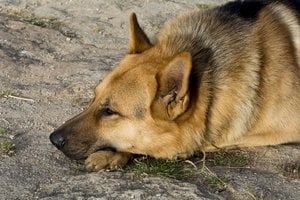 Užmigdytas pirmas šuo, kuriam buvo nustatytas koronavirusas