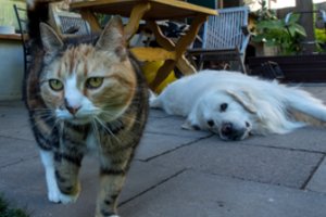 Mylėti gali ne tik kačiukai ir šuniukai: paneigė mitus apie „senjorus“