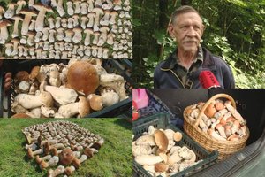Iš miškų lietuviai grybus neša šimtais: medikai perspėja apie mirtiną pavojų