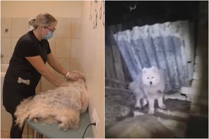 Aiškėja nelegalių šunų veisyklų modelis: šalia oficialaus veislyno – iki mirties kankinami gyvūnai