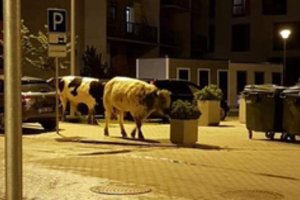 Naktį Klaipėdoje – netikėtas reginys: gatvėmis slampinėjo trys karvės
