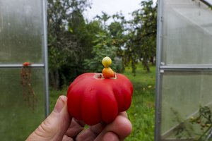 Pomidorininkai gaivina senąsias veisles: Lina pasidalijo jų privalumais ir trūkumais