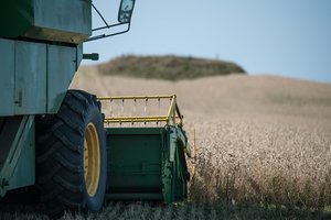 Lietuvos grūdų augintojai: derlius buvo didesnis, bet grūdų kokybė – prastesnė