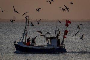 Susitarta su iš verslo besitraukiančiais žvejais dėl Baltijos menkių žvejybos kvotų sumažinimo
