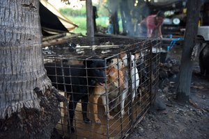 Barbariška tradicija kelia siaubą: šunys slapta auginami ir skerdžiami dėl mėsos