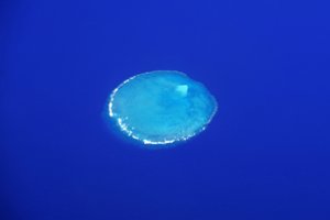 Prie Australijos krantų mokslininkai aptiko siaubingą reiškinį: Didysis barjerinis rifas neteko pusės savo koralų