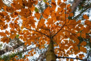 Palanga rudenį – geriausia vieta stiprinti sveikatą 