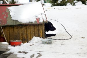 Kaip lauke gyvenančiam šuniui padėti ištverti žiemą?