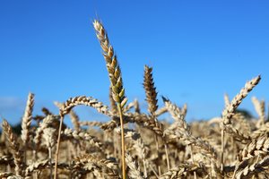 Ukraina šiemet nuėmė 13 proc. kuklesnį grūdų derlių