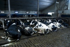 Pieno supirkimo kaina Lietuvoje – arti europinio vidurkio
