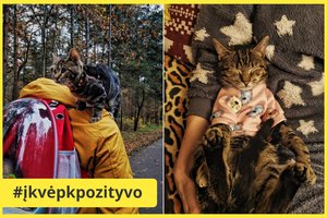 Mazgis – katinas emigrantas iš Ispanijos: kalnuose gimęs mažylis pavergė lietuvių širdis