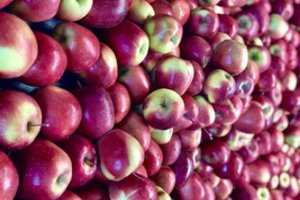 Kaip išlaikyti obuolius per žiemą: svarbiausia – dvi sąlygos