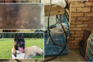 Gyvūnų daugyklų skandalas nebaigtas, nerimo kelia brangių šunų dingimai Lietuvoje