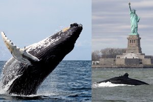 Stulbinantys kadrai: Laisvės statulą aplankė seniai matytas svečias – kuprotasis banginis 