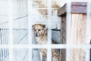 Pokyčiai gyvūnų prieglaudose: karantinas ir nauji reikalavimai pakeitė gyvūnų likimus