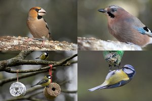 Ornitologai kviečia skaičiuoti sodus, sodybas ir kiemus lankančius paukščius