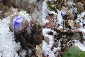 Vidury žiemos – pavasario šauklys: Žemaitijoje jau pražydo žibutė