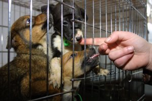 Žada įteisinti augintinių konfiskavimą iš karto už žiaurų elgesį su gyvūnais: „Baisios istorijos turi pasibaigti“