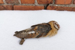 Sunkią žiemą iš bado Lietuvoje jau krenta paukščiai: aptikta negyva itin reta pelėda