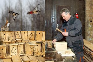Į Lietuvą jau grįžta paukščiai: miškininkai paaiškino, kaip teisingai pasidaryti ir iškelti inkilą