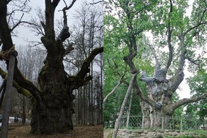 Prie Stelmužės ąžuolo – permainos: vienam seniausių Europos medžių skirtas ypatingas dėmesys