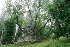 Įspūdingieji gamtos rekordai: aukščiausias, didžiausias ir seniausias medžiai pasaulyje