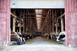 Ekspertai: pieno supirkimo kainas augina eksporto rinkos, mažesnė gamyba 