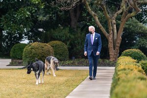 J. Bideno šuo vėl užpuolė žmogų