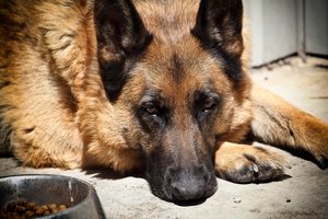 Kaip didelis „gyvūnų mylėtojas“ reklamavęsis politikas žiauriai nukankino savo šunį