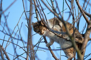 Ugniagesiai vis dažniau turi gelbėti medyje įstrigusias kates: veterinarai paaiškino, kodėl taip nutinka