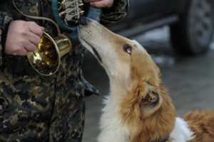 Siūlo uždrausti medžioklę su šunimis naktį, paliekant vieną išlygą