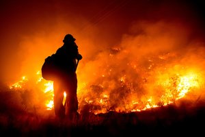 Po didžiulio 2020 metais įvykusio Kalifornijos miškų gaisro kai kurie medžiai dar tebesmilksta