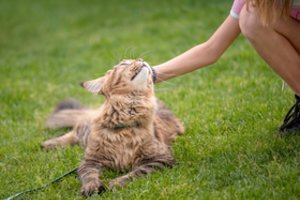 Svajojantiems apie „katašunį“ namuose – veterinarės patarimai: 3 veislės, skirtos jums