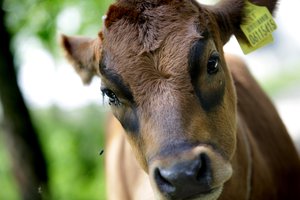 Pirmą kartą Lietuvoje – gyvulių pardavimas mobiliame aukcione