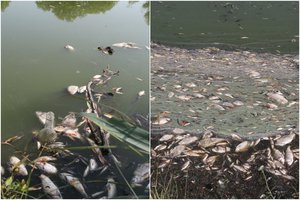 Ekologinė nelaimė Žiežmariuose: į Strėvą ir aplinkinius tvenkinius paplūdo fekalijos, nugaišo daugybė žuvų